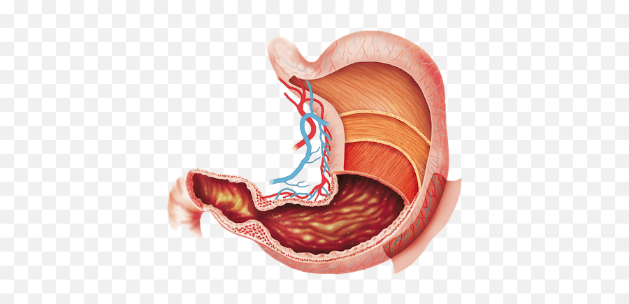 Transparent Png Image - Digestive Tissue,Stomach Png