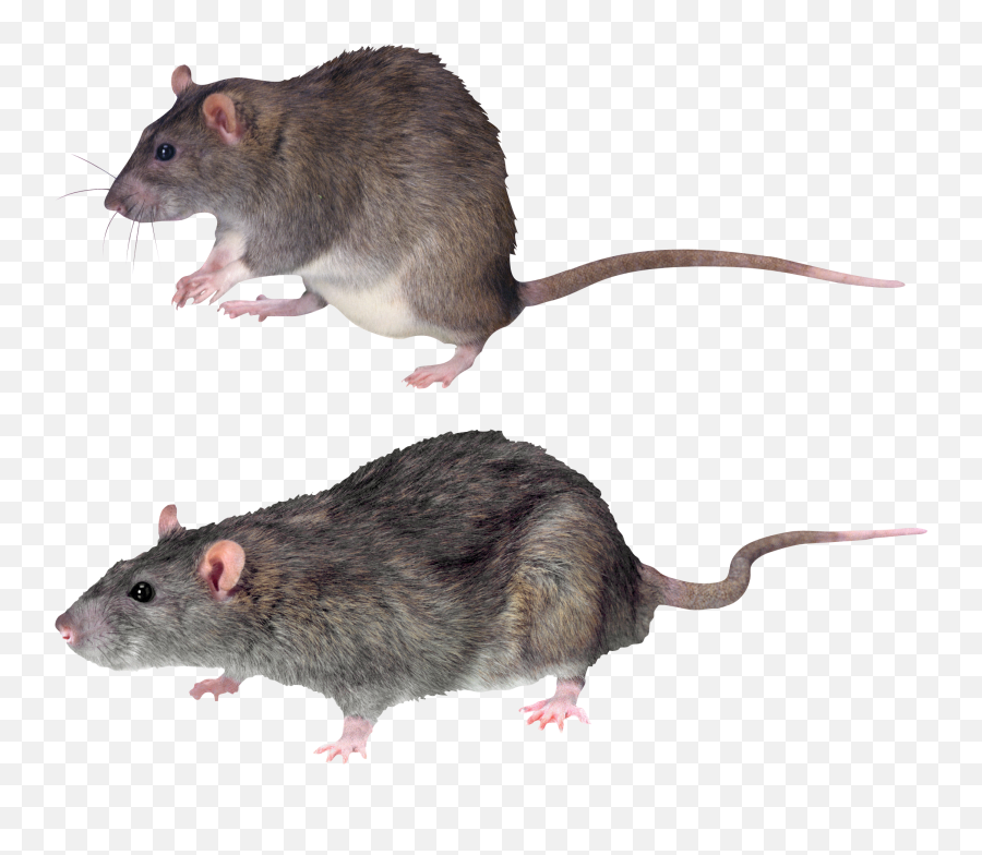 Rat Mouse Transparent Png Image - Transparent Background Rat Transparent,Rat Transparent