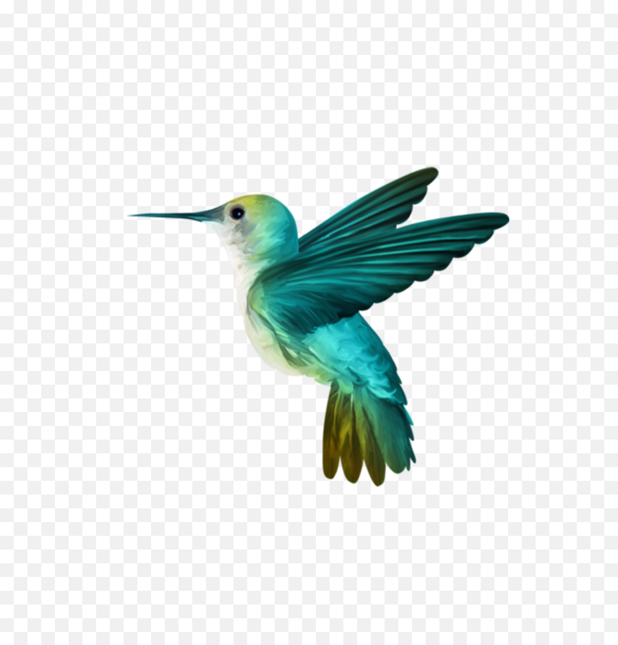 Download Free Png Hummingbird - Hummingbird Png,Hummingbird Png