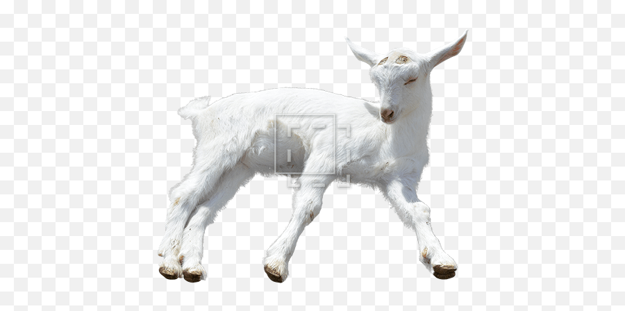 Sleepy Baby Goat - Immediate Entourage Goat With No Background Png,Goats Png