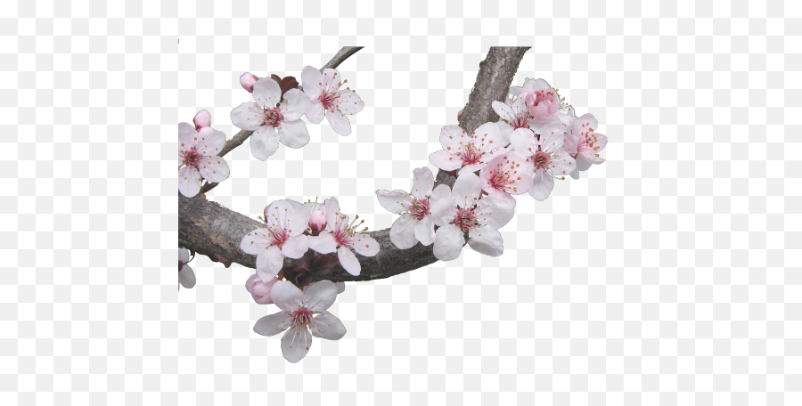 Transparent - Transparent Cherry Blossom Aesthetic Png,Cherry Blossoms Transparent