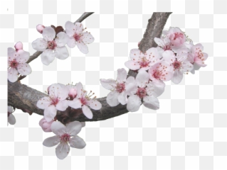 Transparent - Transparent Cherry Blossom Aesthetic png