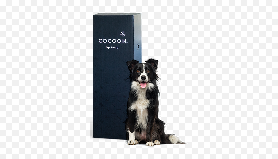 Cocoon By Sealy U2013 - Cocoon By Sealy Dog Png,Australian Shepherd Icon