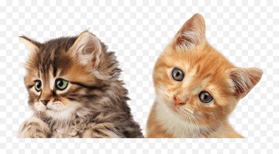 Cats Png Free Images Download - Kitten Blank Sign,Kitten Transparent Background