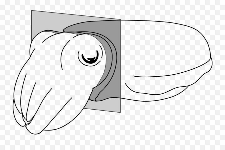 Info Cuttlebase - Language Png,Cuttlefish Icon