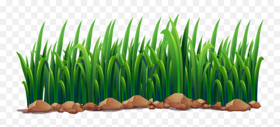 Pond Ecosystem Illustration - Green Grass Png Download 800 Pond Grass Clipart,Pond Png