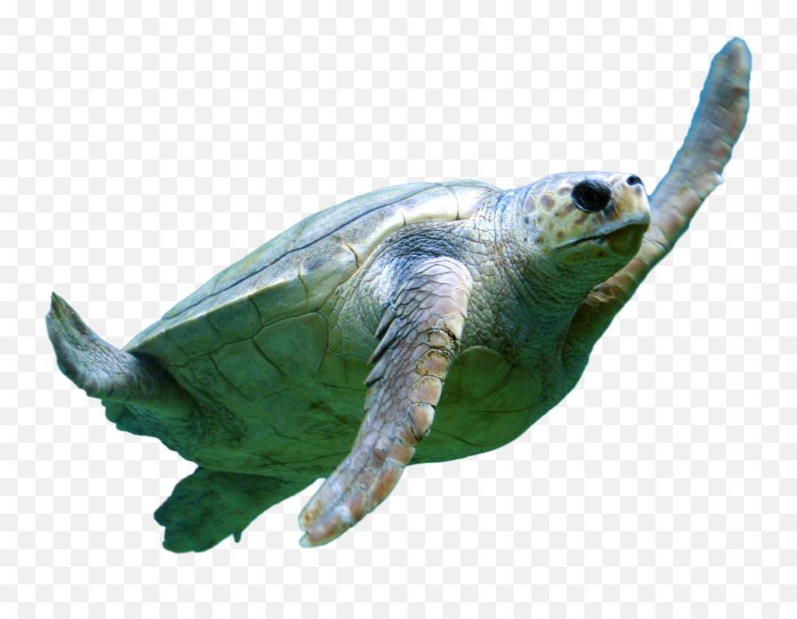 Download Turtel Swimming Png Image For Free - Baby Turtle Transparent Background,Cute Turtle Png