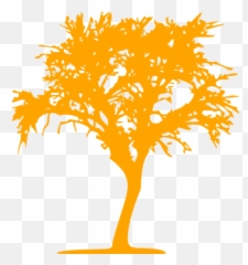 Orange Tree 10 Icon - Free orange icons Icon png