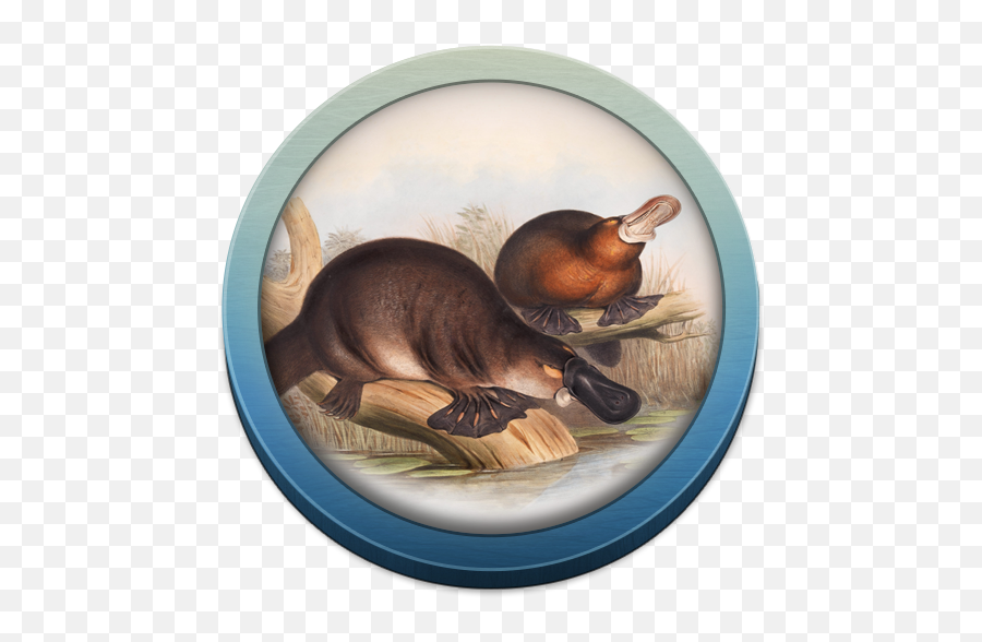 Field Guide To Nsw Fauna U2013 Apps - 5e Platypus Png,Platypus Icon