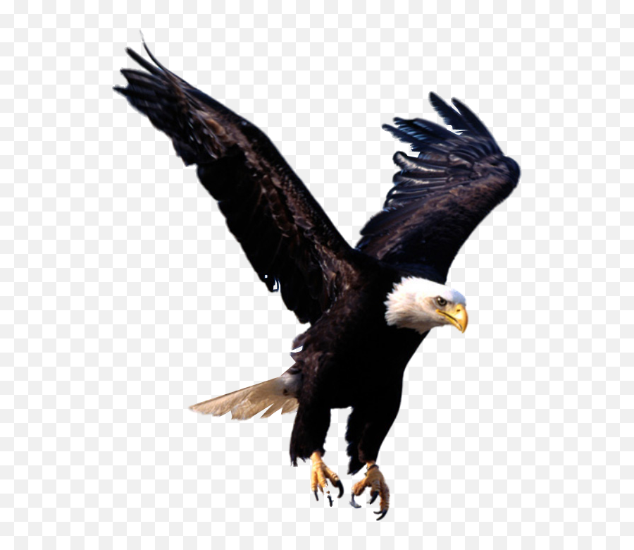 Hd Png Transparent Eagle - Eagle Landing Transparent,Bald Eagle Transparent