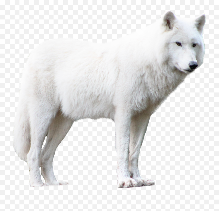 White Wolf Png Transparent - White Wolf Png Hd,Howling Wolf Png