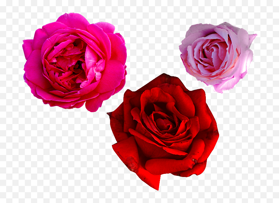 Pink Rose Png Free - Photoshop Rose Png,Red Rose Png