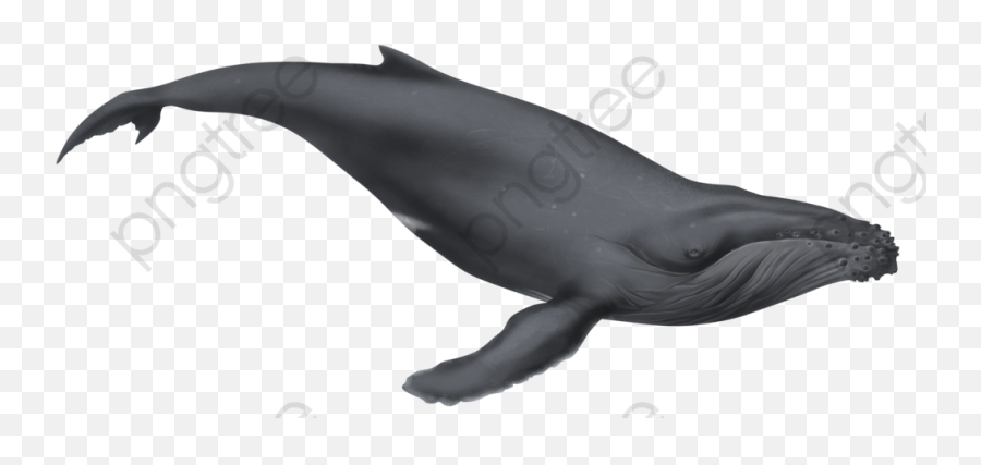 Gray - Gray Whale Png,Humpback Whale Png