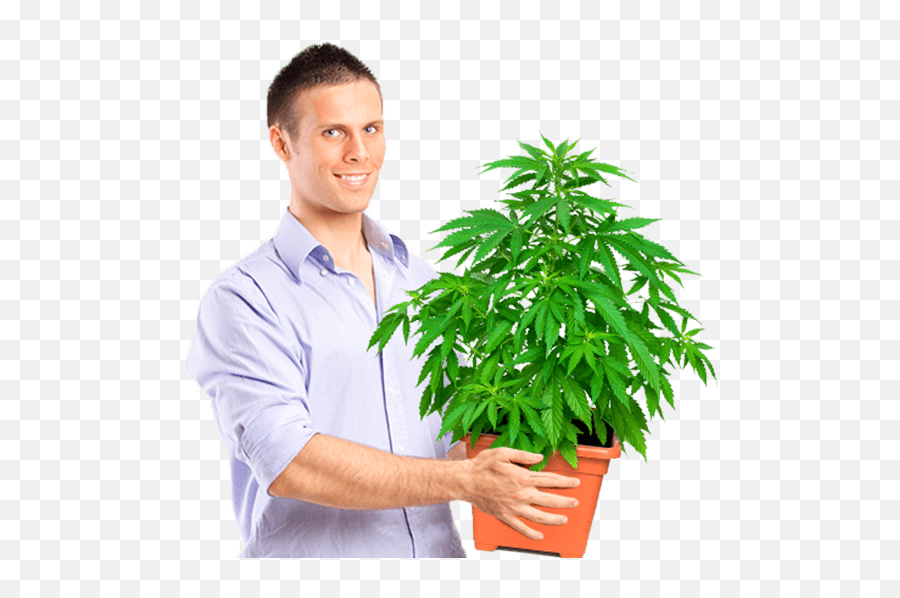 Download Marijuana University Graduate Holding Medium Size - Hps Grow Light Png,Weed Plant Png