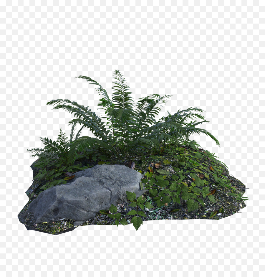Tropical Plants Fern - Free Image On Pixabay Rocks And Plants Png,Fern Png