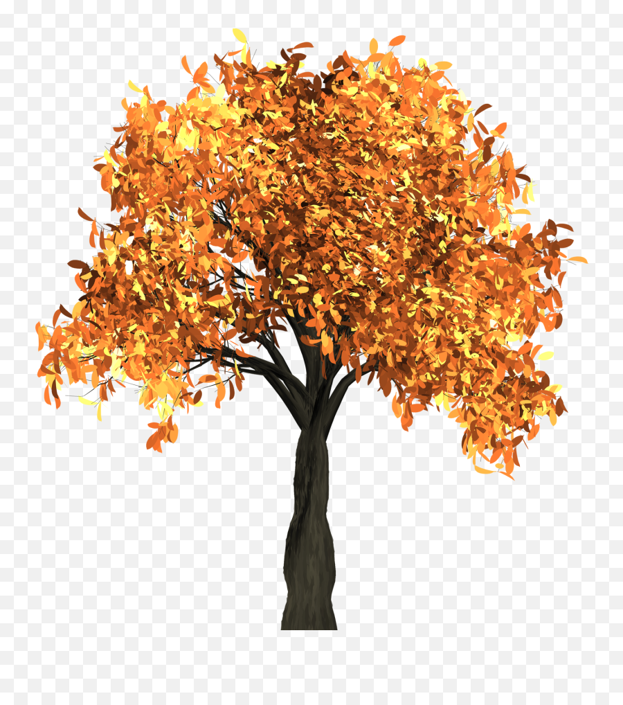 Maple Png Images - Pngpix Transparent Background Fall Tree Clipart Png,Maple Leaf Png