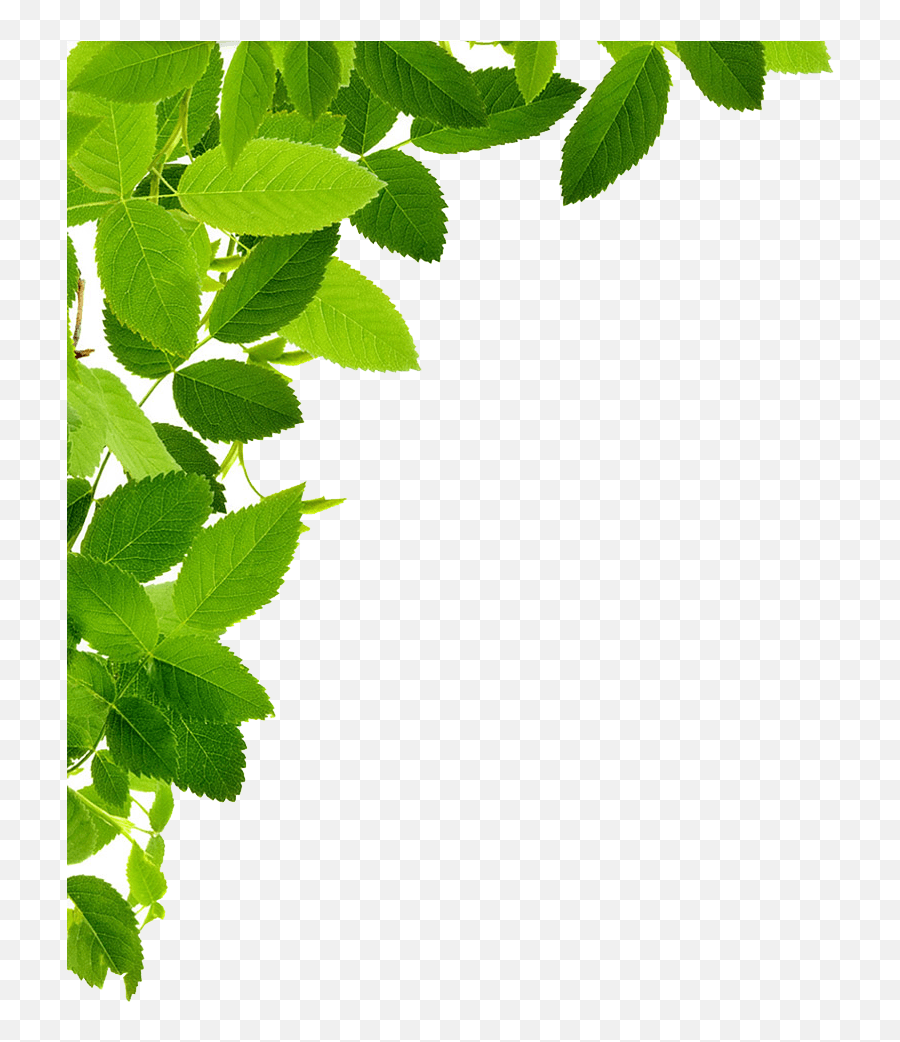 Leaves Png Images Transparent Collections - Transparent Leaves Png,Autumn Leaves Png