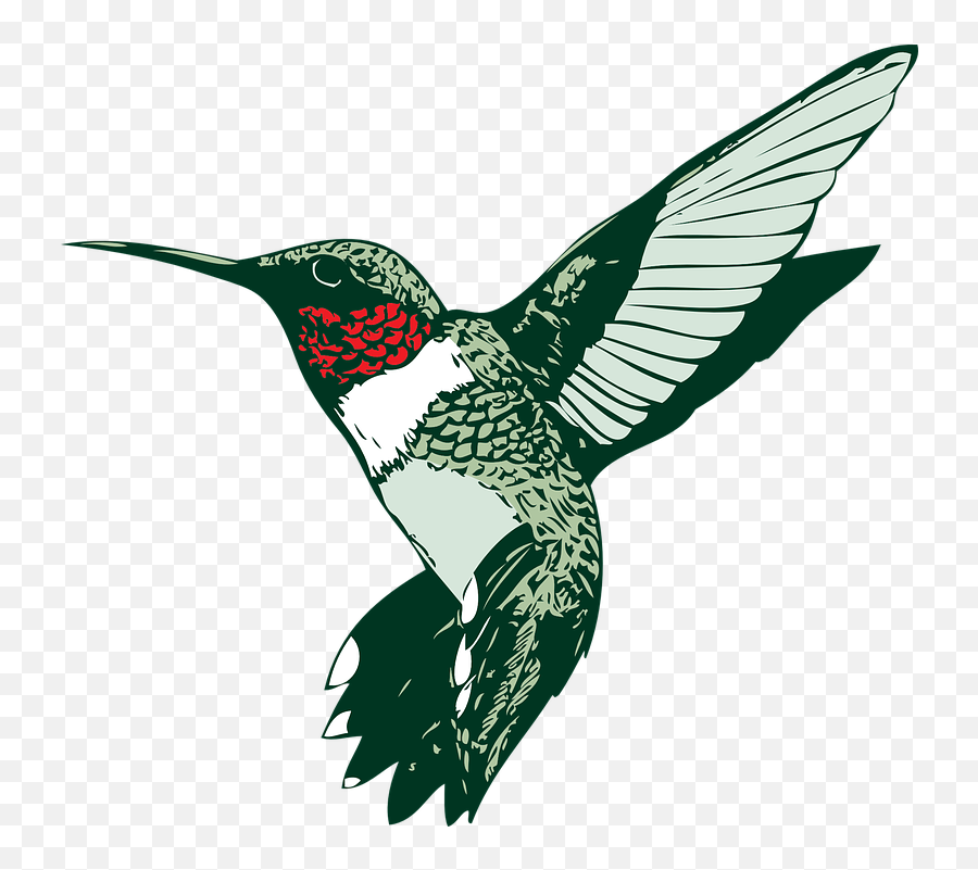Bird Hummer Hummingbird - Free Vector Graphic On Pixabay Clip Art Of Hummingbird Png,Hummingbird Transparent Background