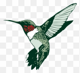 Bird Hummer Hummingbird - Free vector graphic on Pixabay Clip Art Of png