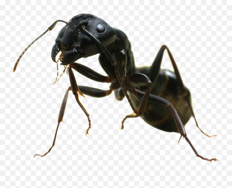 Ants Png 9 Image - Carpenter Ant Png,Ants Png