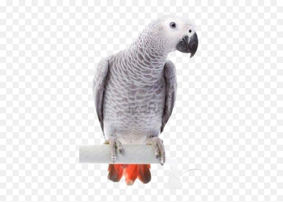 Parrots And Birds - Grey Parrot Png,Parrot Transparent