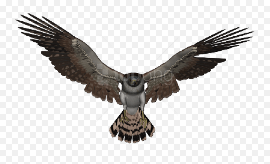 Free Png Download Falcon Images Transparent
