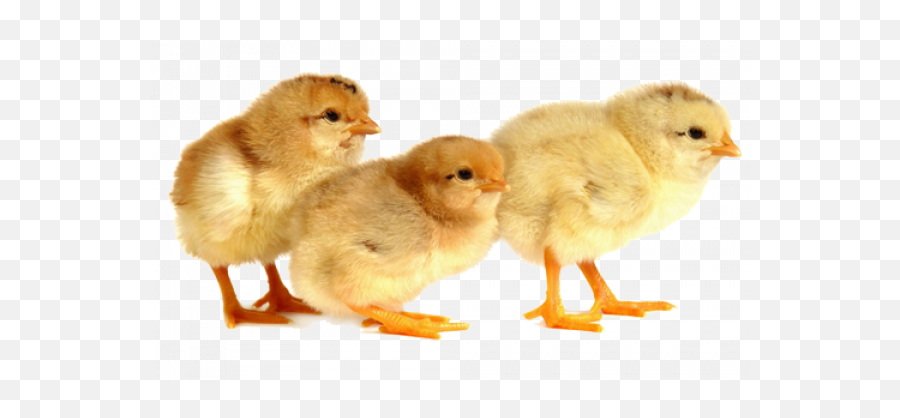 Baby Chicks Png Images Transparent U2013 Free - Animal Figure,Baby Chick Png