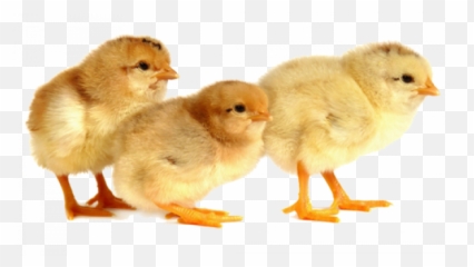 Baby Chicks Png Images Transparent U2013 Free - Animal Figure,Baby Chick Png