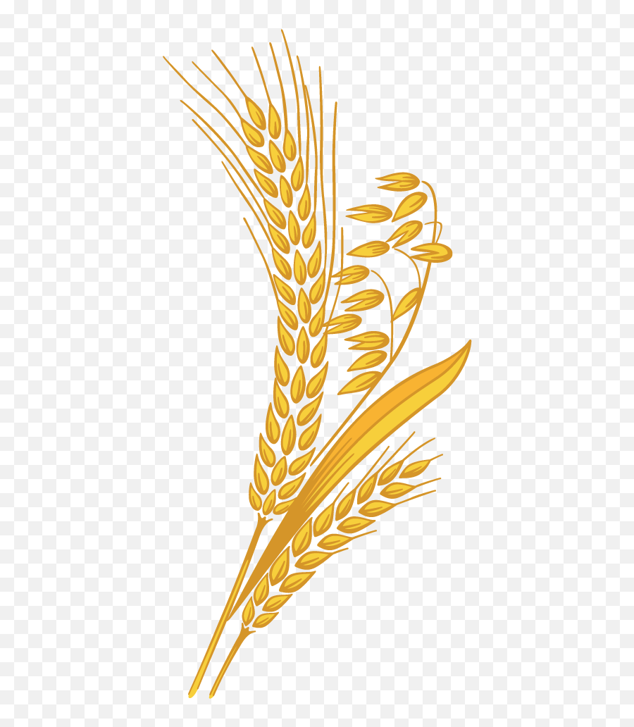 Grain Png Hd Pictures - Vhvrs Transparent Background Wheat Clipart,Grain Texture Png