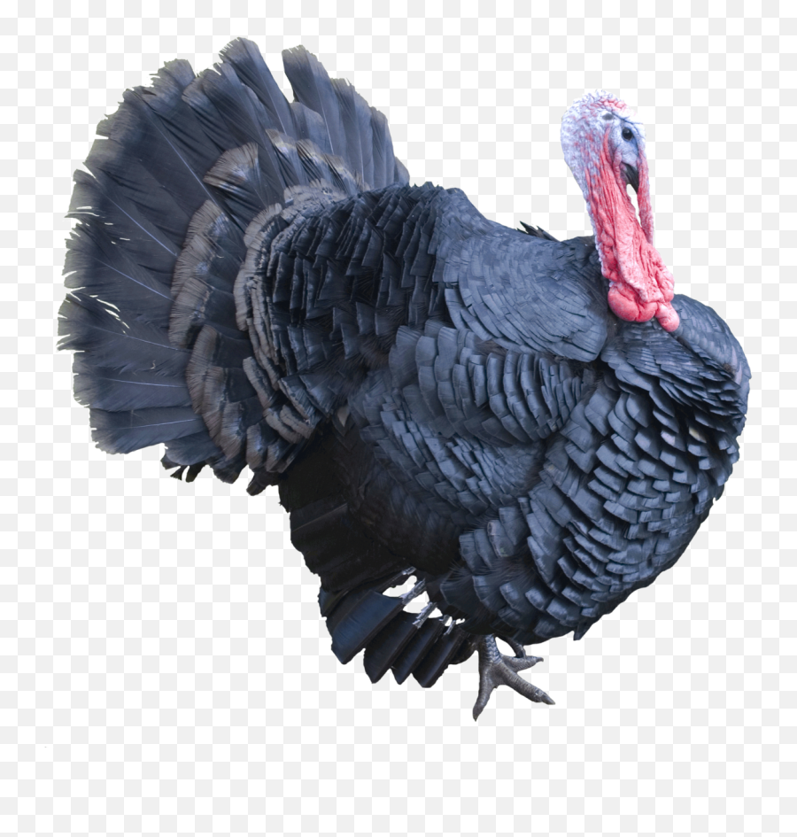 Png Transparent Turkey - Spirit Animal Oracle Turkey,Turkey Transparent