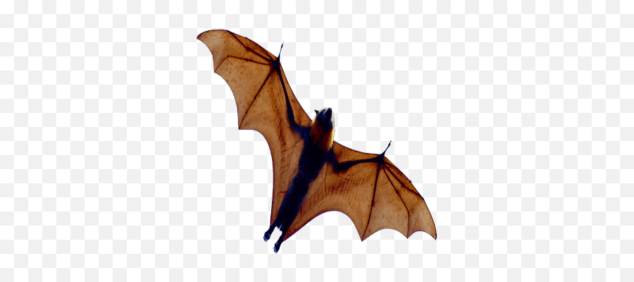 Halloween Bats Clipart Png Images