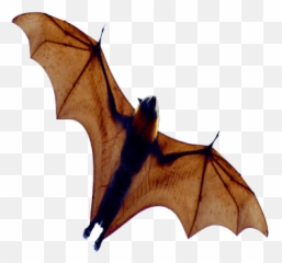 Halloween Bats Clipart Png Images