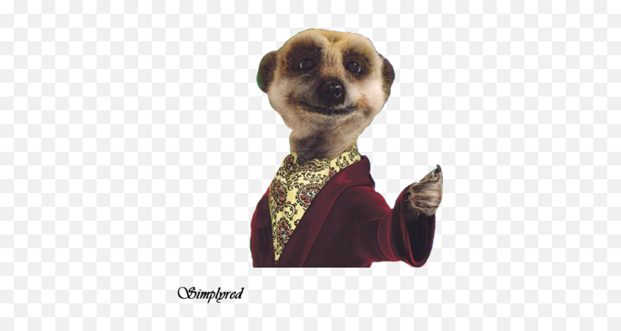 Download Meerkat - Compare The Market Full Size Png Image Dont Be A Tight Ass,Meerkat Png