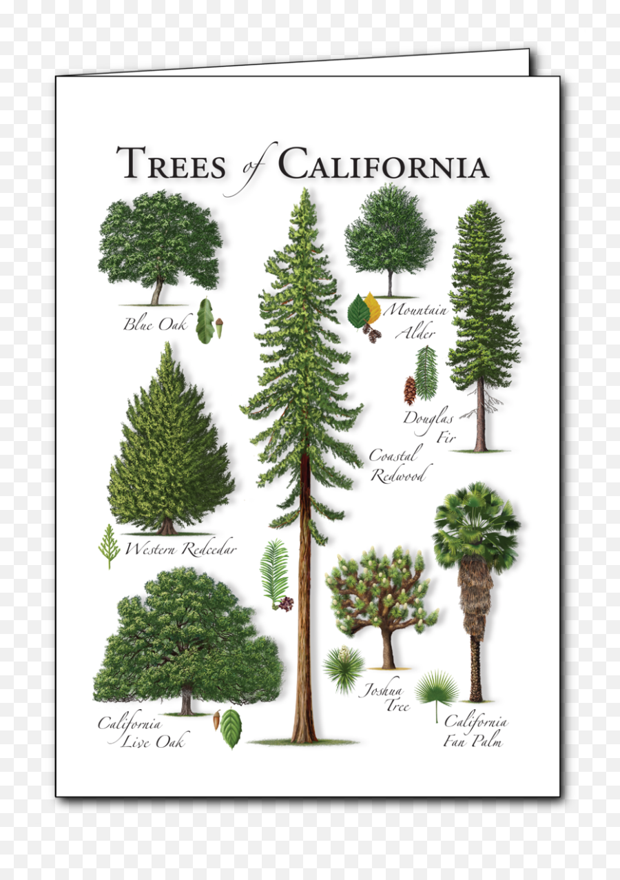 Redwood Tree Png - Boreal Conifer,Redwood Tree Png
