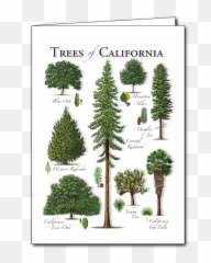 Redwood Tree Png - Boreal Conifer,Redwood Tree Png