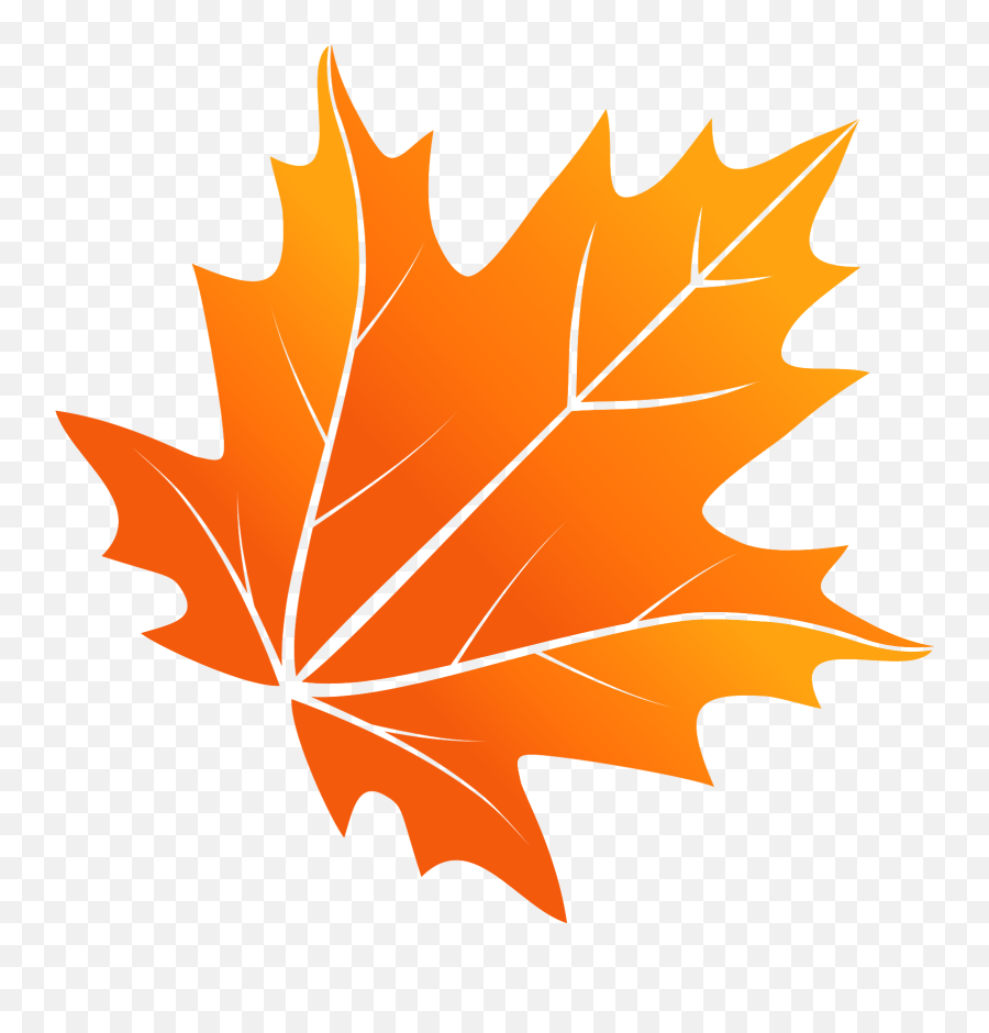 maple leaf transparent background