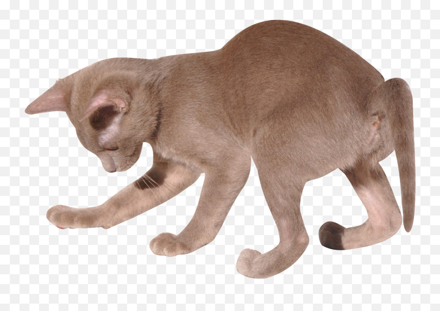 Digital Kitten Png With Transparent - Cat,Kitten Transparent Background