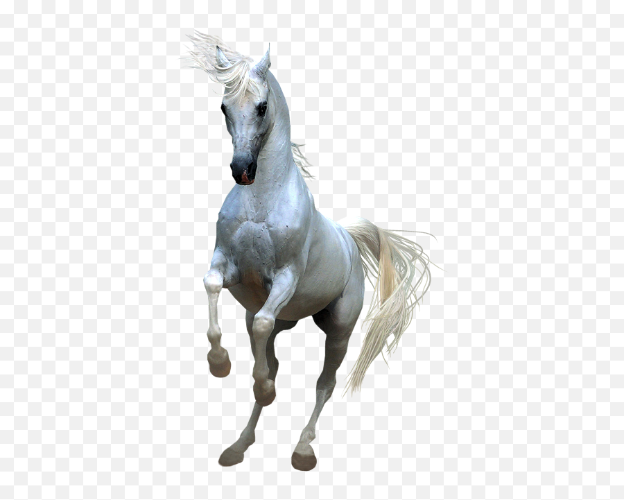 Horses Clip Art - Horse Png Full Hd,White Horse Png