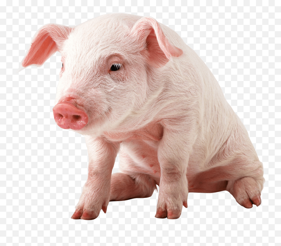 Download Small Pig Sitting - Baby Pig Transparent Background Png,Minecraft Pig Png