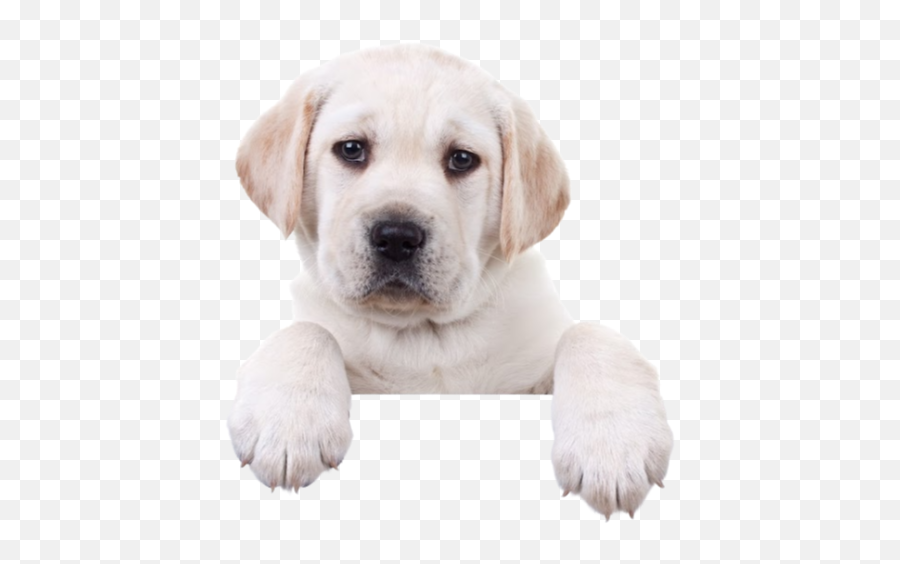 Poooh Busters Pet Dog Waste Cleanup - Home Soft Png,Happy Sad Dog Png Icon