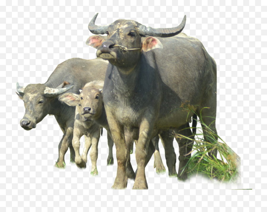 Download Buffalo Png Image - Free Transparent Png Images Water Buffalo Png,Stock Photo Png