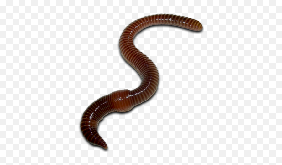 Worms Png Images Free Download - Worms Png,Worm Png