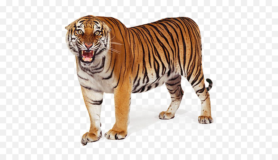 Bengal Tiger Clipart Transparent - Bengal Tiger Png,Tigers Png