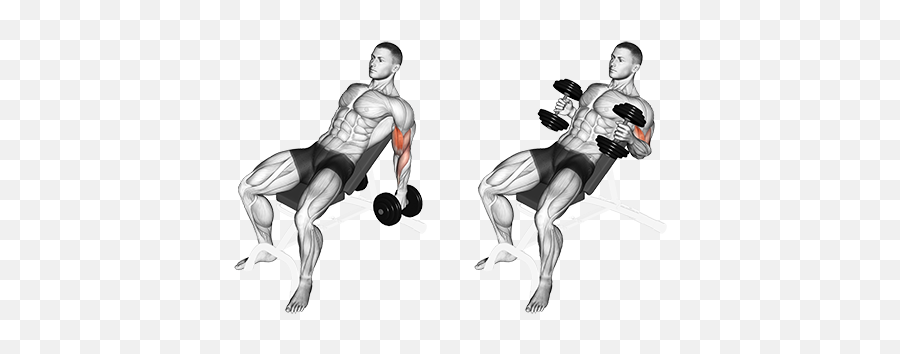 Exercise Database Biceps22 - Seated Incline Dumbbell Incline Dumbbell Fly Png,Curl Png