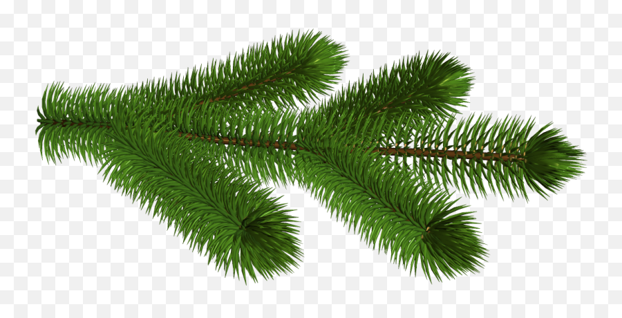Download Transparent Pine Branch 3d Clipart Picture - Pine Tree Branch Transparent Background Png,Christmas Tree Transparent Background