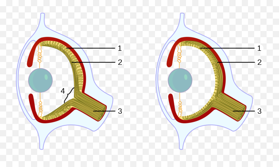 Cephalopod Eye - Wikipedia Blind Spot Of Mariotte Png,Snake Eye Png