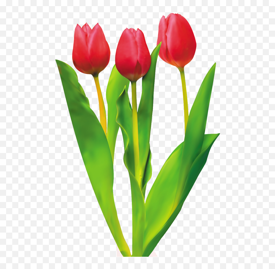 Tulip Cut Flowers Red - Red Tulips Png Download 552800 Red Tulips Clipart Png,Tulip Png
