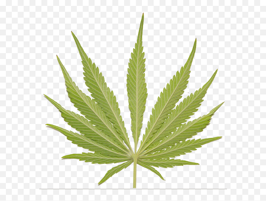 Weed Leaf Psd Official Psds - Cannabis Png,Weed Leaf Transparent