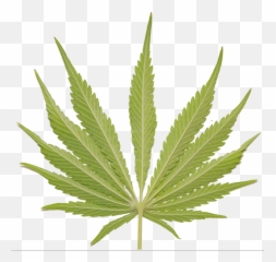 Weed Leaf Psd Official Psds - Cannabis png