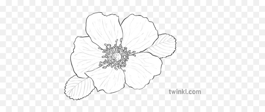 Wild Rose Black And White Illustration - Wild Rose Black And White Png,Black And White Rose Png
